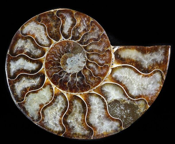 Agatized Ammonite Fossil (Half) #38776
